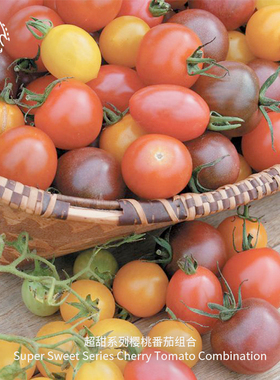 超甜樱桃小番茄种子组合套装高糖高产皮薄浓郁品种春秋阳台盆栽