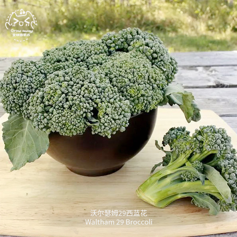 沃尔瑟姆29西兰花种子浓郁紧凑早熟耐寒高产传家宝阳台四季盆栽,鲜花速递/花卉仿真/绿植园艺,家庭园艺种子,淘宝优惠券,粉丝福利购,淘宝优惠卷