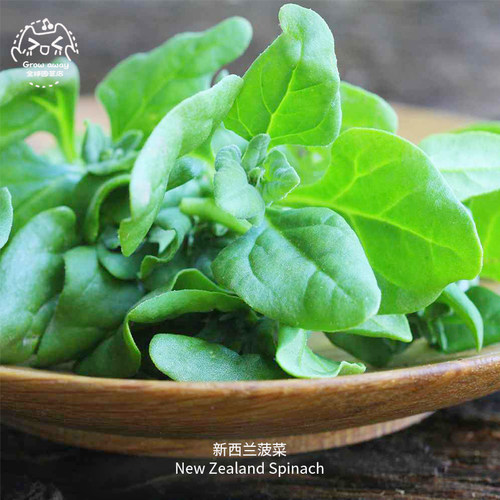 新西兰菠菜种子耐寒耐热浓郁高产
