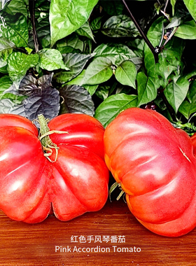 红色手风琴牛排番茄种子浓郁多汁香甜高产传家宝室内阳台春秋盆栽
