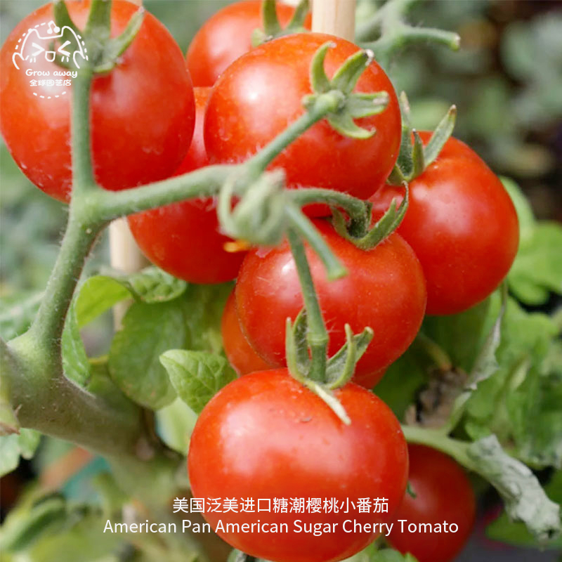 超甜小樱桃番茄种子超甜皮薄多汁