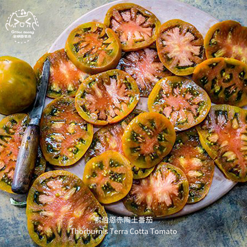 索伯恩赤陶土番茄种子果香味高产