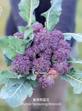 紫芽西兰花种子鲜嫩浓郁耐寒传家宝春秋室内家庭阳台盆栽蔬菜