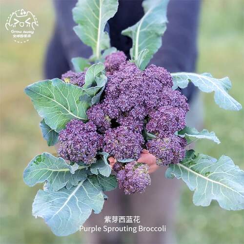 进口紫芽西兰花种子鲜嫩浓郁耐寒