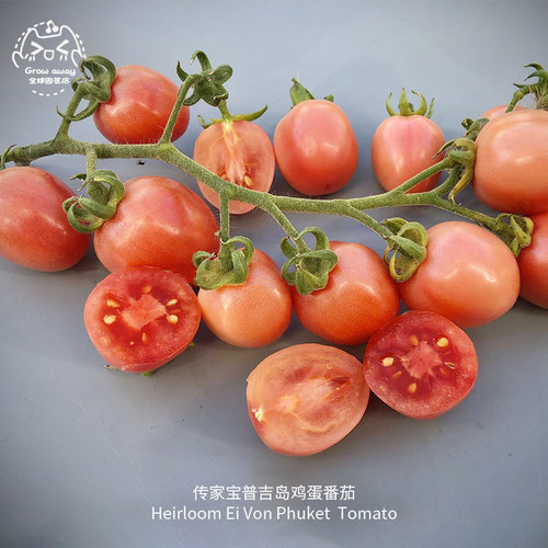 普吉岛粉鸡蛋番茄种子浓郁果味