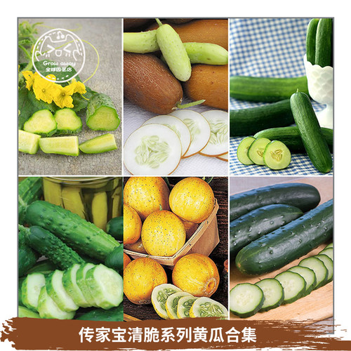 传家宝黄瓜种子浓郁多汁春秋盆栽