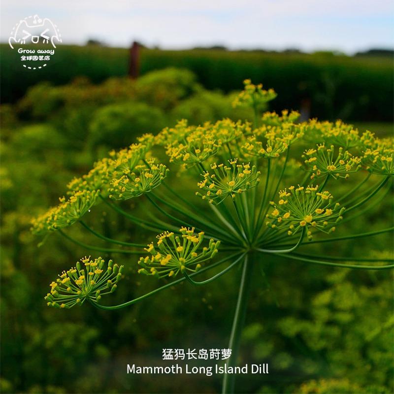 猛犸长岛莳萝种子浓郁高产调味