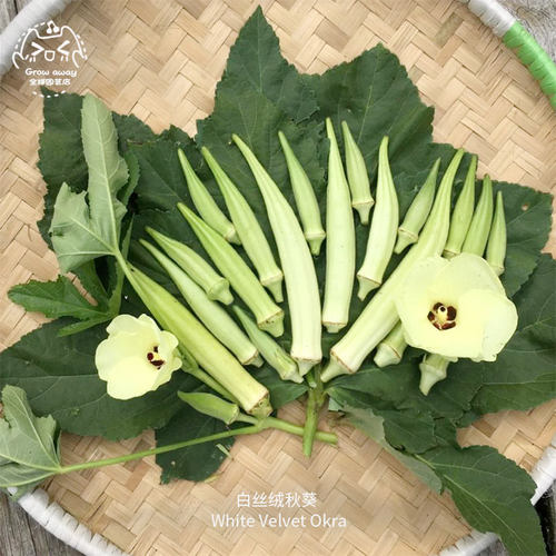 白丝绒秋葵种子白皙鲜嫩传家宝