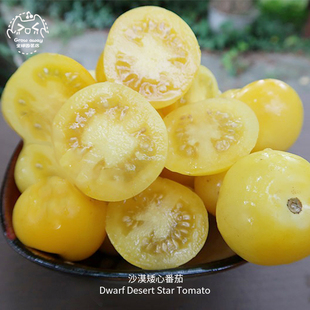 沙漠矮心番茄种子高产浓郁多汁甜美矮生传家宝春秋室内阳台盆栽