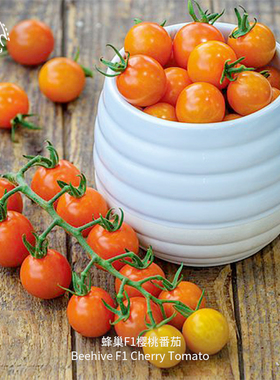 蜂巢F1樱桃小番茄种子多汁超甜高产浓郁果味抗病室内阳台春秋盆栽