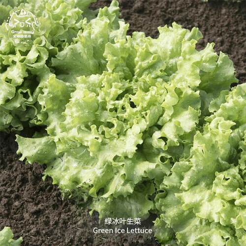 绿冰叶生菜种子甜脆鲜食耐热浓郁
