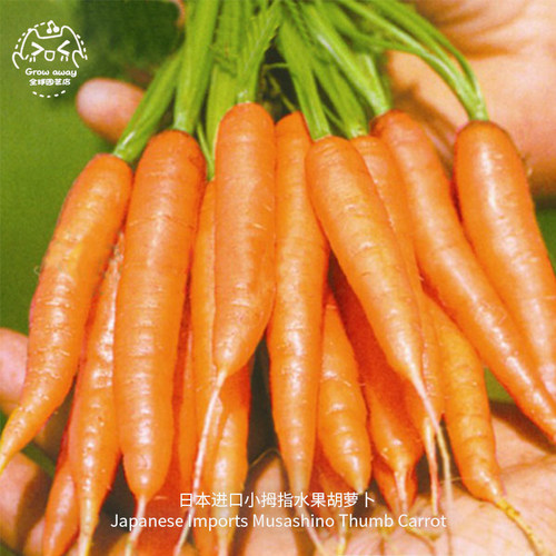 小拇指水果胡萝卜种子迷你甜脆