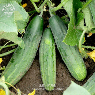 太空大师黄瓜种子多汁高产紧凑抗性强传家宝春秋室内阳台盆栽蔬菜