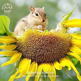 猛犸象灰条纹巨型向日葵种子观赏特大可食用传家宝切花春秋盆栽