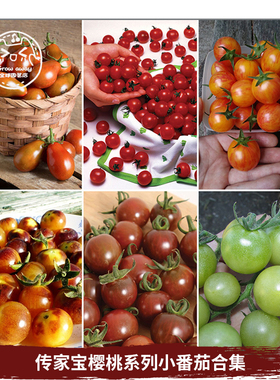 传家宝樱桃小番茄种子合集串收瀑布高糖甜百万白妃金太阳甜开胃酒