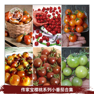 傳家寶櫻桃小番茄種子合集串收瀑布高糖甜百萬白妃金太陽甜開胃酒