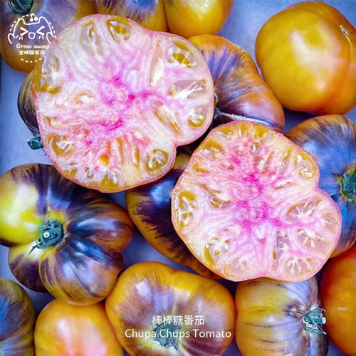 棒棒糖番茄种子肉质多汁果香浓郁