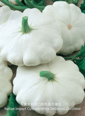 弗兰基白色扇贝迷你小南瓜种子浓郁果香高产传家宝春秋阳台盆栽