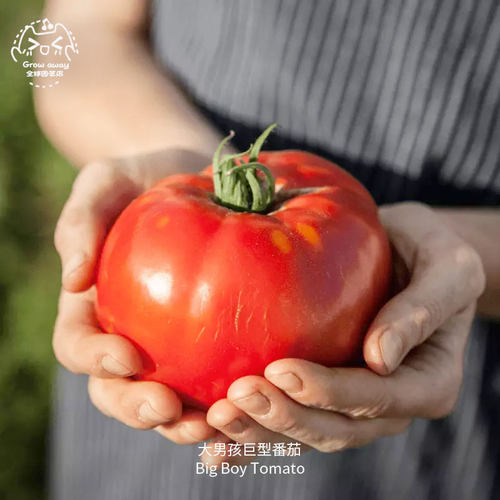 大男孩巨型番茄种子硕大鲜红紧实
