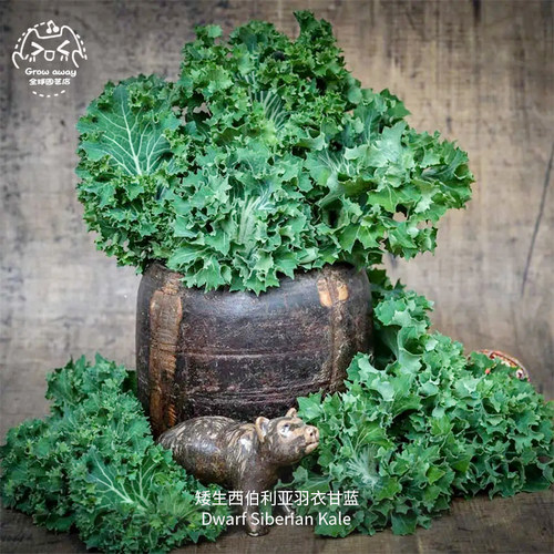 矮生西伯利亚羽衣甘蓝种子耐寒