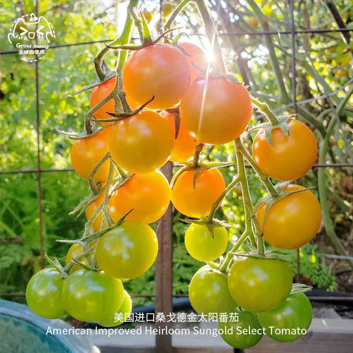 金太阳F1樱桃小番茄种子皮薄多汁