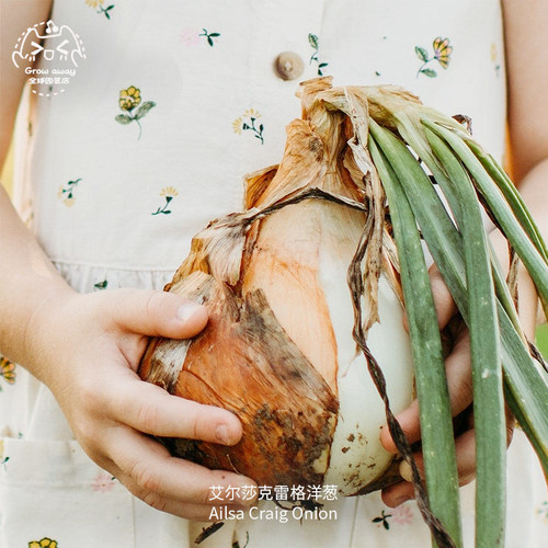 艾尔莎克雷格洋葱种子温和甜美