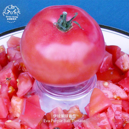 伊娃紫球番茄种子皮薄浓郁沙瓤