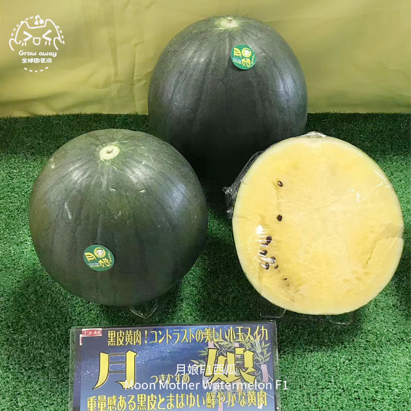 月娘西瓜种子F1黑皮黄果肉超甜