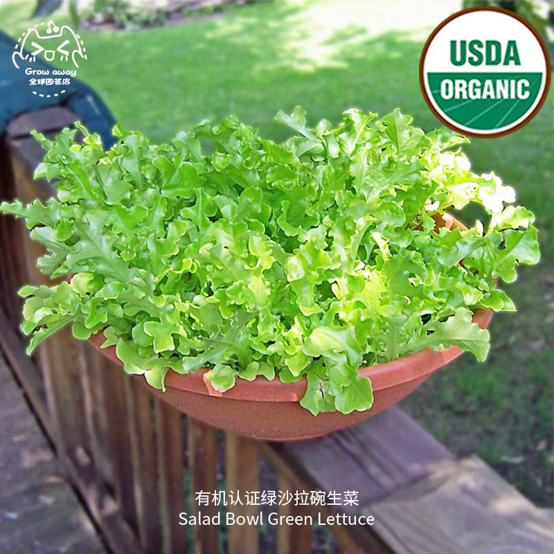 GrowAway速生甜美进口生菜种子