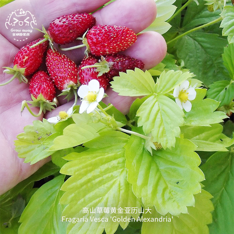 黄金亚历山大高山草莓种子甜美