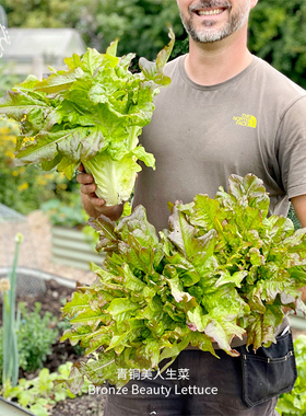 青铜美人生菜种子Ass获奖品种耐热超甜鲜食传家宝阳台四季种菜