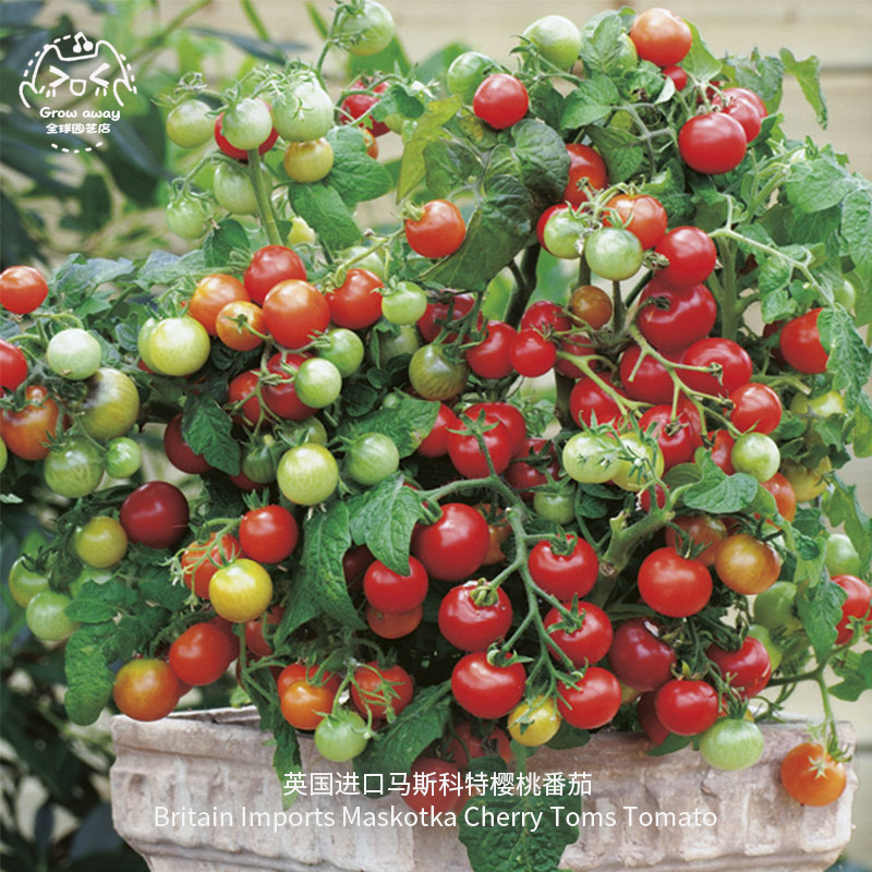 进口矮生樱桃番茄种子盆栽圣女果