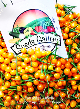 查拉皮塔辣椒种子迷你柑橘果味超辣高产浓郁传家宝春秋阳台盆栽