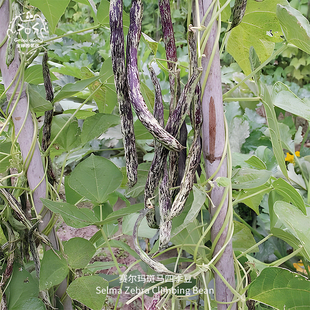 豆种子高产早熟甜蜜浓郁美味传家宝春秋阳台种菜 赛尔玛斑马四季