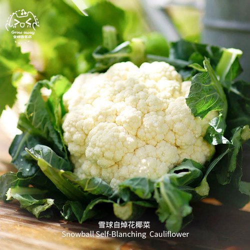 雪球自焯花椰菜种子可口浓郁耐寒
