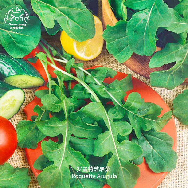 罗盖特芝麻菜种子浓郁高产鲜嫩图片
