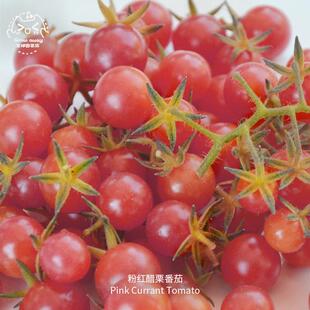 粉色醋栗番茄种子迷你高产甜美浓郁多汁传家宝春秋室内阳台盆栽