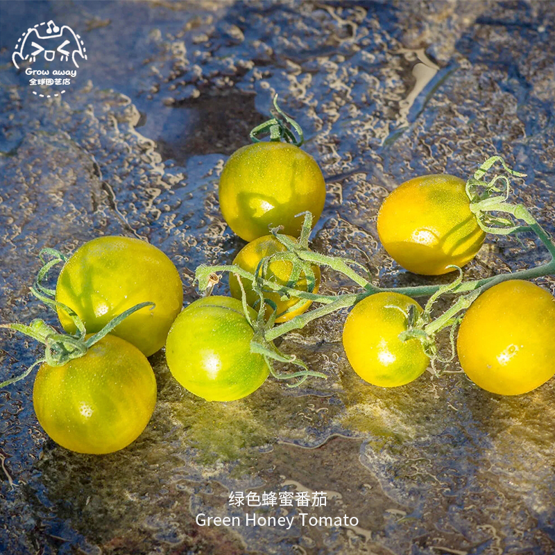 绿色蜂蜜樱桃小番茄种子浓郁甜美