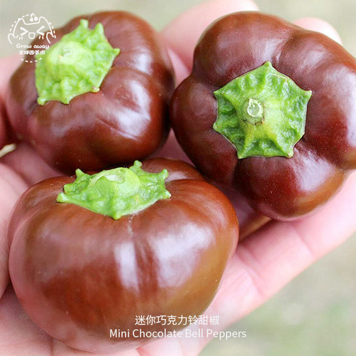 传家宝巧克力水果甜椒种子超甜