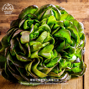 青铜牛排黄油头莴苣生菜种子浓郁多汁酥脆耐热传家宝春秋阳台盆栽