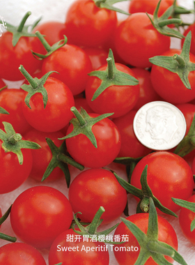 甜开胃酒樱桃小番茄种子传家宝高糖高产味浓爆浆阳台春秋盆栽蔬菜