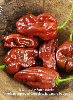 巧克力哈瓦那辣椒种子浓郁传家宝特辣高产魔鬼椒家庭阳台易种盆栽