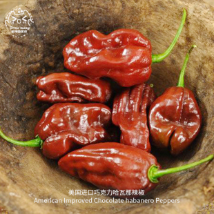 巧克力哈瓦那辣椒种子浓郁传家宝特辣高产魔鬼椒家庭阳台易种盆栽