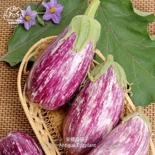 安提瓜茄子种子早熟高产鲜嫩紧致