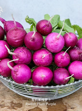 紫梅樱桃萝卜种子光滑紧致皮薄水润酥脆传家宝室内阳台四季盆栽