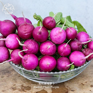 紫梅樱桃萝卜种子光滑紧致皮薄水润酥脆传家宝室内阳台四季盆栽