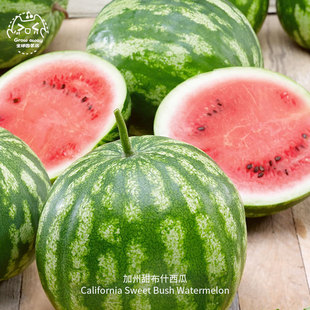 加州甜布什西瓜种子AAS获奖紧凑鲜嫩多汁香甜传家宝春秋盆栽水果
