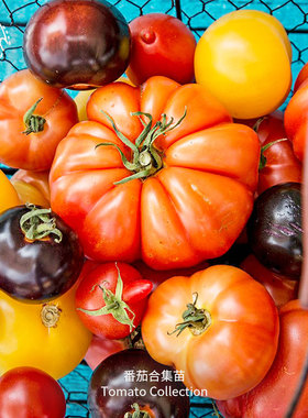 甜开胃酒樱桃番茄苗秧白妃舞动绿手指传家宝室内阳台易种梦想青甜