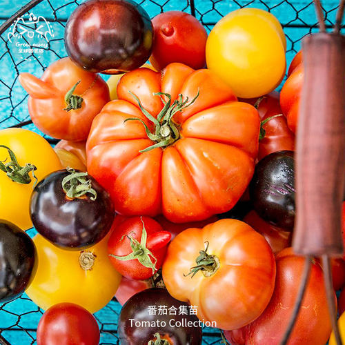 甜开胃酒樱桃番茄苗秧梦想青甜