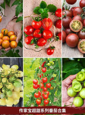 超甜小樱桃圣女果番茄种子甜开胃酒金太阳瀑布传家宝春秋阳台盆栽